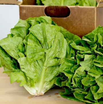 Lettuce Romaine Green Organic Each