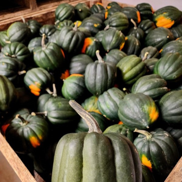 Black Bear Produce Squash