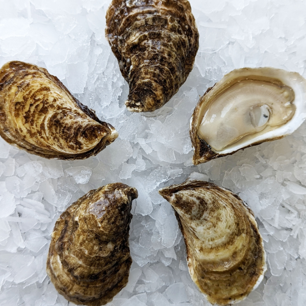 Valley Pearl Oysters
