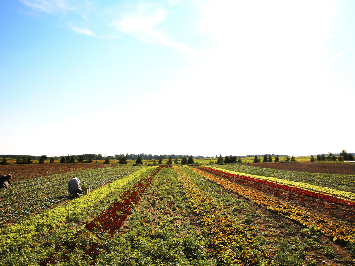 The New Farm